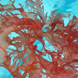 Alga rossa