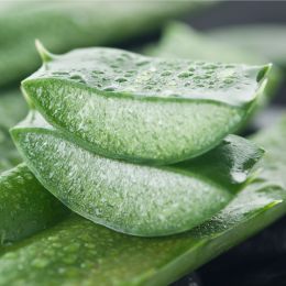 Aloe vera