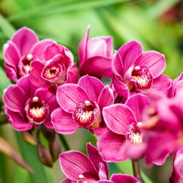 Estratto di orchidea