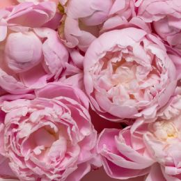 Estratto di peonia