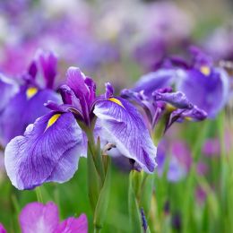 Iris