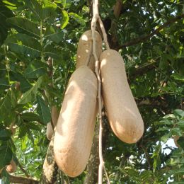 Kigelia africana