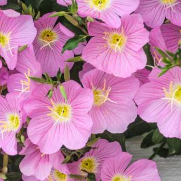 Malva