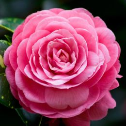 Olio di camelia