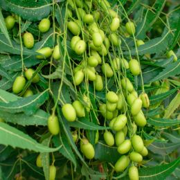 Olio di neem