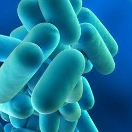Probiotici